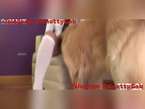 Amalia et Carla explorent les plaisirs avec le chien
