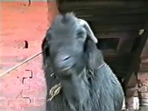 Explorez les Limites de la Passion dans cette Vidéo de Zoophilie