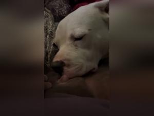 Salacious Delights: When the Girl Gives Herself to the Dog