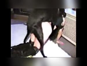 Discover the Pleasure of Zoophilia with a Dog