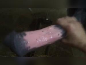 A woman and a horse: a story of bestiality