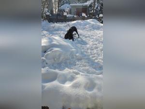 The magic of winter and bestiality