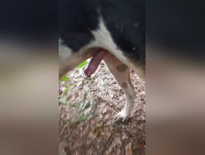 Unterwerfung und Tiervergnugen: Zoophiles Delirium