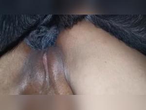 Bestiality sex video with Brazilian woman and dog