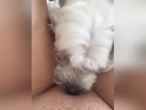 Extreme dog sex video