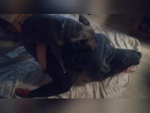 Teen Girls, Hunde, wilder Sex - ein hemmungsloses Porno-Erlebnis