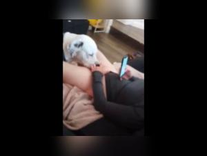 Short compilation of bestiality videos with a young amateur