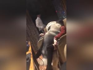 Bestiality sex scene with an Asian woman and her dog