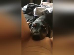 Découvrez l'art de la bestialité avec cette femme et son chien