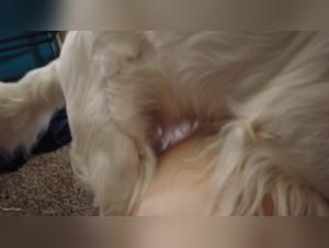 dog mates my girlfriend tickzoo