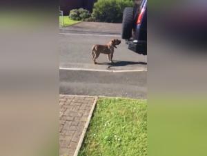 Shocking and exciting bestiality video