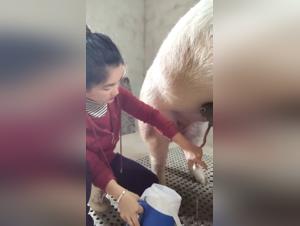 Bestiality sex with an Asian and a pig