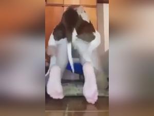 Bestial and Intense Video