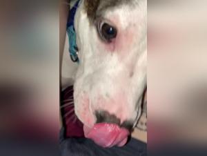 Video of zoophilia and extreme sex