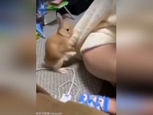 Dominio canino: giochi di potere e orgasmi animali