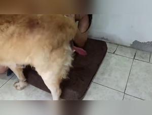 Troie e cani: un gioco di feticista e potere brutale