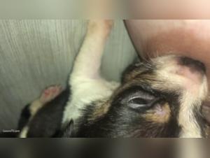 Video of extreme zoophilia: a dog satisfies his desires