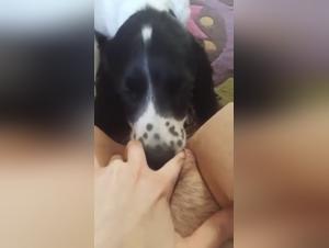 Hund vögelt, Sperma fließt, unkontrollierbare tierische Triebe