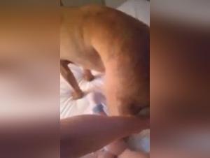 Découvrez le monde du sexe avec chien