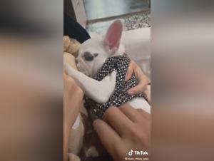 An intense zoophilia scene with an Asian woman and her dog