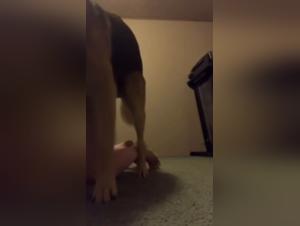 Dog dominance and raw pleasure