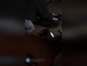 Cane e donna: estremo piacere