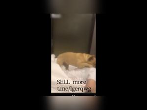 Bestiality sex video with Chinese girlfriend