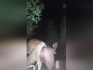 Sado-maso with dogs: prohibited desires
