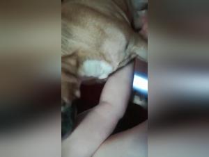 Canine Dominanz und weibliches Vergnügen