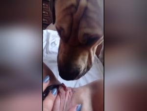 Femme et son chien dans une vidéo de bestialité