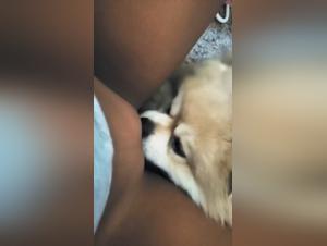 dirty dog links sucking dog cock