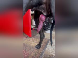 videos porno de zoofilia analysees