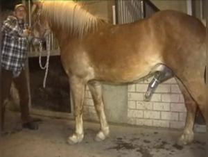 Cum and Intense Pleasure: A Woman and a Horse in a Zoophilia Video