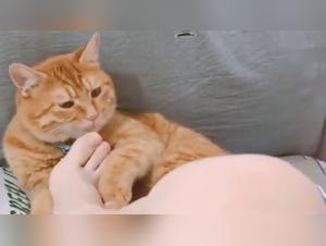 Animality at the Apex: Forbidden Sensual Experience with Cat & Feet 16