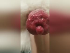 Frauen, Hunde, verbotene Freuden