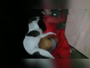 Exploitation Canine - Jouissance Brute