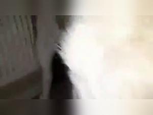 Shocking intimacy with my four-legged companion