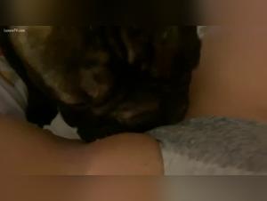 Bestiality sex video with a female dog and her dog