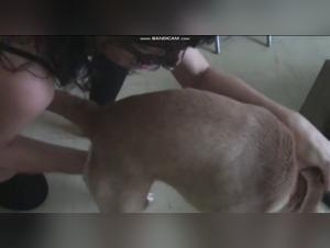 Amateur Dog Sex Video
