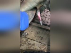 Découvrez le monde de la bestialité et du sexe extrême