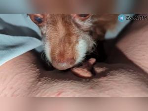 Insatiable Desire: When a Dog Satisfies the Darkest Fantasies