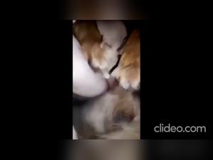 La beurette suce son chien pour la rendre plus excitee