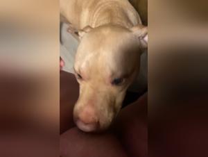 Unveiling the Forbidden Intensity of Animal Porn