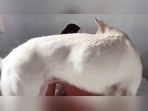 Porn Star Mazzy Gagnon in Extreme Bestiality Scene