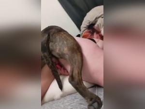 Die grossten BestIal -Genuss im HD -Video