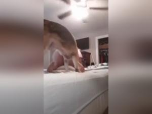 Extreme pleasures and bestiality: a milf and her dog