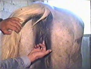 Bestial Video: Forbidden Ecstasy