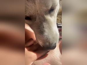 Zoophilia Experience Like Never Before