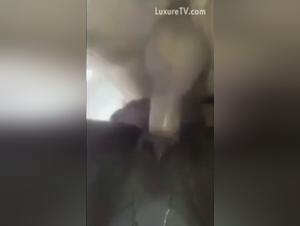 Dominace Hunde, obszones und wildes Vergnugen