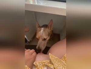 Dominazione canina e desiderio femminile: esplorare i limiti